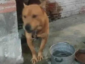 Cachorro raça Shar pei idade 2 a 6 meses nome Urso