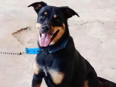 Cachorro raça Rottweiler com pastor alemão  idade 1 ano nome Meg