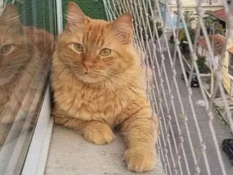 Gato ra a Indefinida  idade 2 anos nome Melo