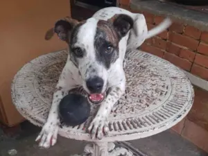 Cachorro raça SRD idade 1 ano nome FLOQUINHO 
