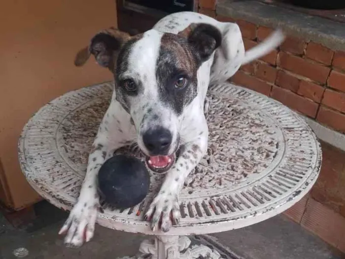 Cachorro ra a SRD idade 1 ano nome FLOQUINHO 