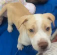Cachorro raça SRD-ViraLata idade Abaixo de 2 meses nome Jack