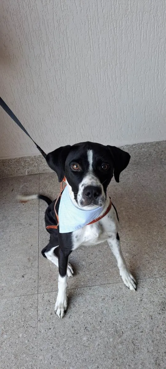 Cachorro raça SRD-ViraLata idade 1 ano nome Scooby