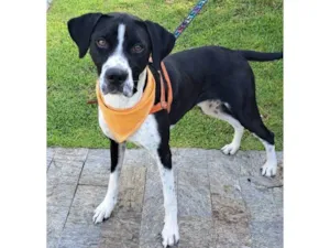Cachorro raça SRD-ViraLata idade 1 ano nome Scooby