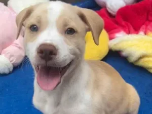 Cachorro raça SRD-ViraLata idade Abaixo de 2 meses nome Jack