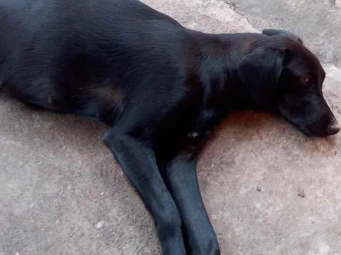 Cachorro ra a Labrador  idade 7 a 11 meses nome Pandora