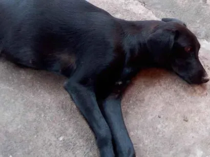 Cachorro raça Labrador  idade 7 a 11 meses nome Pandora