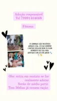 Filhotes