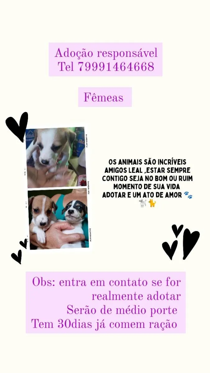 Cachorro raça SRD-ViraLata idade Abaixo de 2 meses nome Filhotes