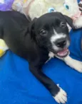 Cachorro raça SRD-ViraLata idade Abaixo de 2 meses nome Penny