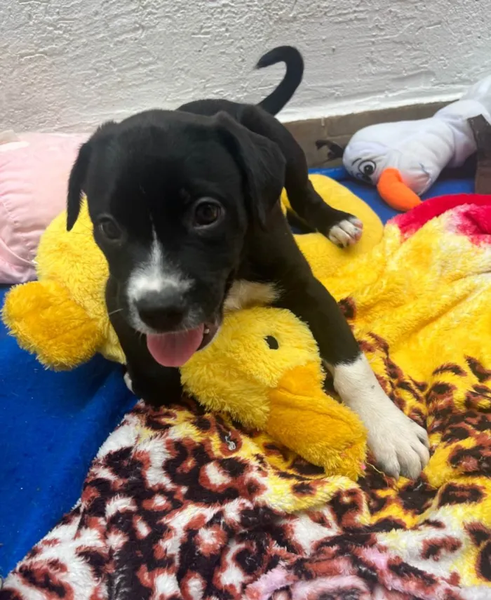 Cachorro raça SRD-ViraLata idade Abaixo de 2 meses nome Penny