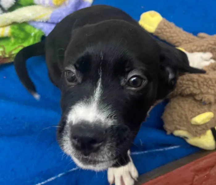 Cachorro raça SRD-ViraLata idade Abaixo de 2 meses nome Penny