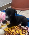 Cachorro raça SRD-ViraLata idade Abaixo de 2 meses nome Penny