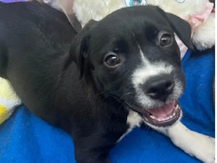 Cachorro raça SRD-ViraLata idade Abaixo de 2 meses nome Penny