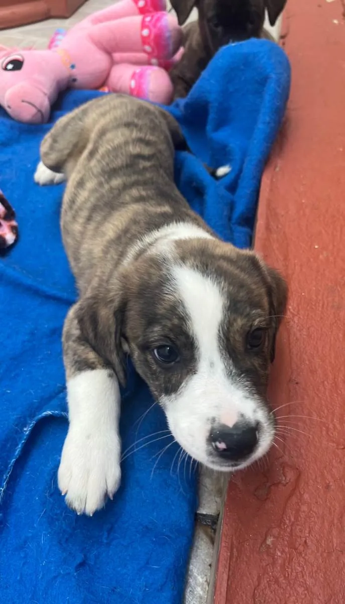 Cachorro raça SRD-ViraLata idade Abaixo de 2 meses nome Theo