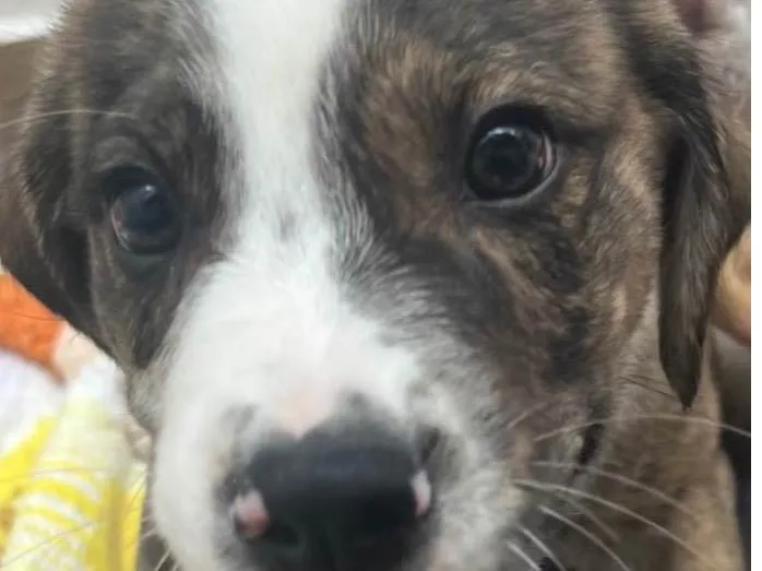 Cachorro raça SRD-ViraLata idade Abaixo de 2 meses nome Theo