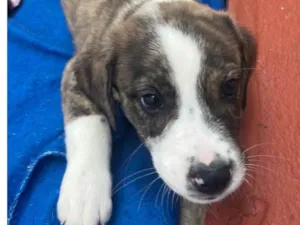 Cachorro raça SRD-ViraLata idade Abaixo de 2 meses nome Theo