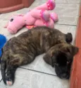 Cachorro raça SRD-ViraLata idade Abaixo de 2 meses nome Duke