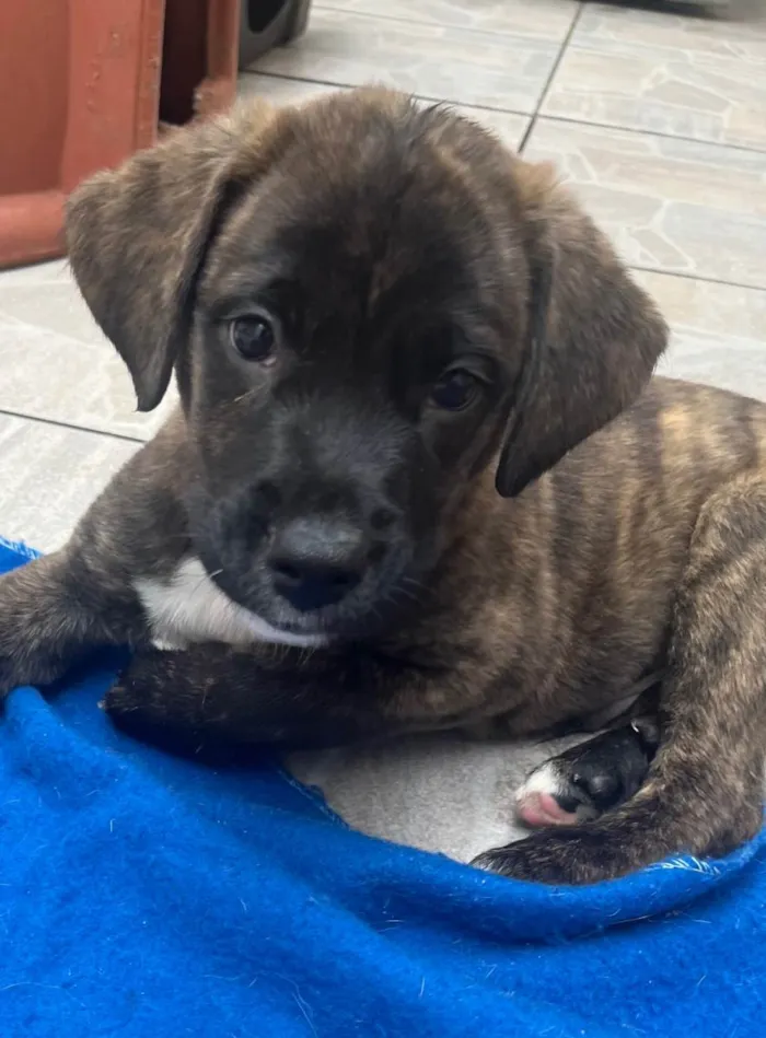 Cachorro raça SRD-ViraLata idade Abaixo de 2 meses nome Duke