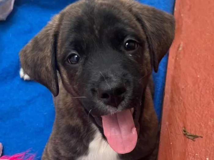 Cachorro raça SRD-ViraLata idade Abaixo de 2 meses nome Duke