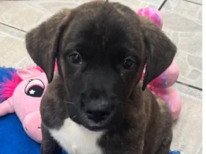 Cachorro raça SRD-ViraLata idade Abaixo de 2 meses nome Duke