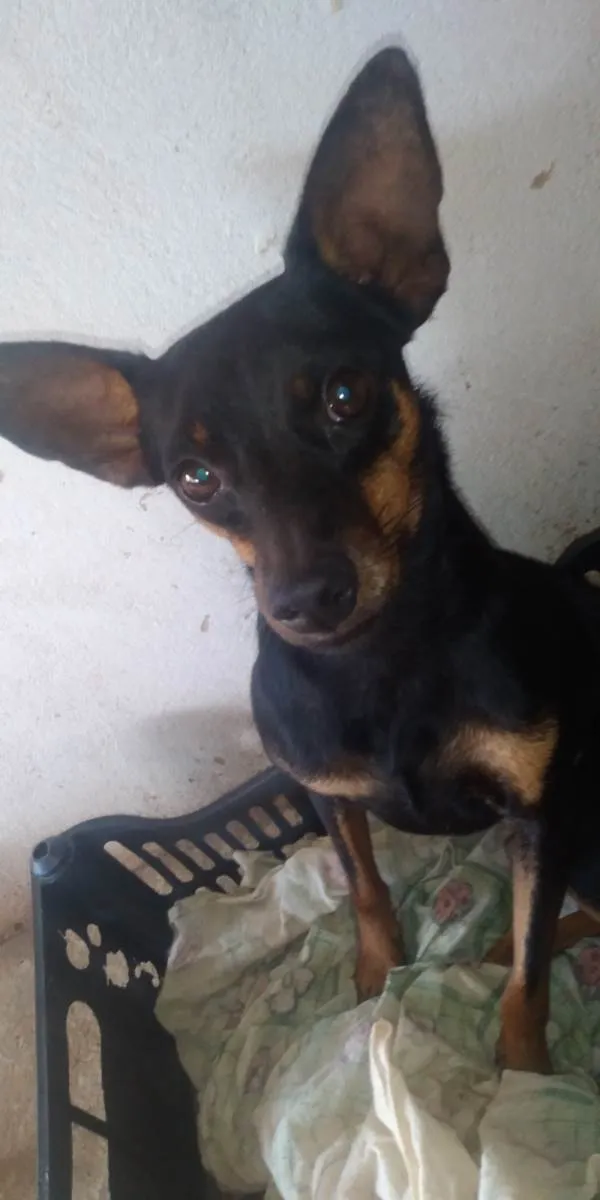 Cachorro ra a Pinscher idade 7 a 11 meses nome Fred