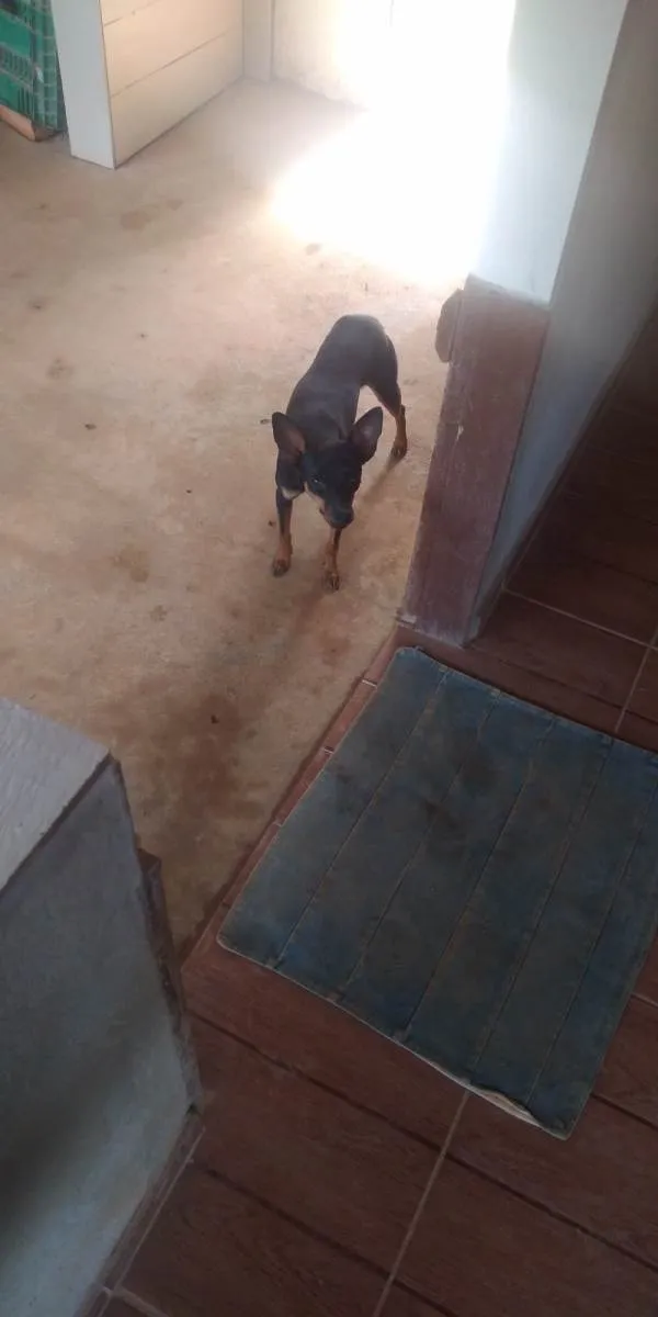 Cachorro ra a Pinscher idade 7 a 11 meses nome Fred