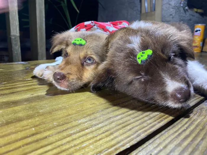 Cachorro raça SRD-ViraLata idade  nome Red e bud