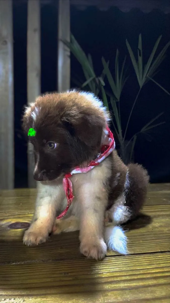 Cachorro raça SRD-ViraLata idade  nome Red e bud