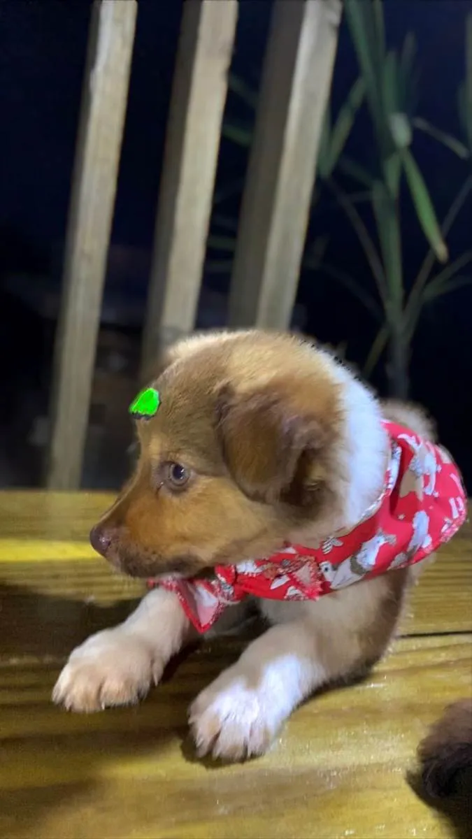 Cachorro raça SRD-ViraLata idade  nome Red e bud