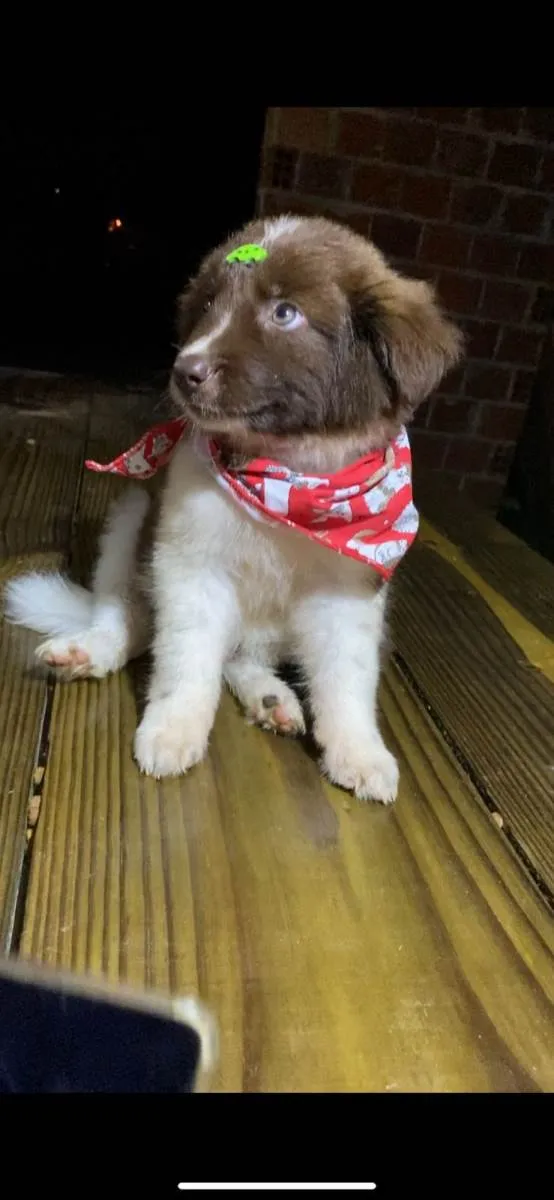 Cachorro raça SRD-ViraLata idade  nome Red e bud