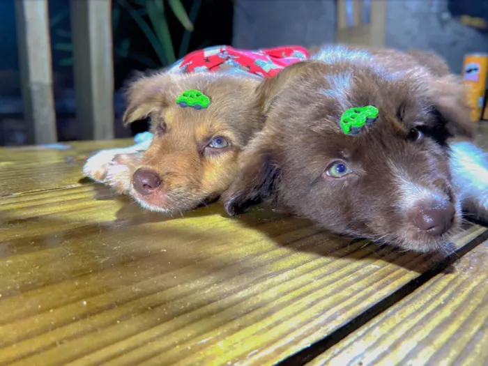 Cachorro raça SRD-ViraLata idade  nome Red e bud