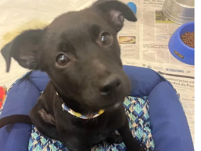 Cachorro raça SRD-ViraLata idade 2 a 6 meses nome Pandora