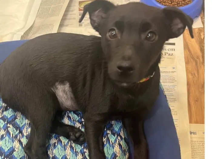 Cachorro raça SRD-ViraLata idade 2 a 6 meses nome Pandora