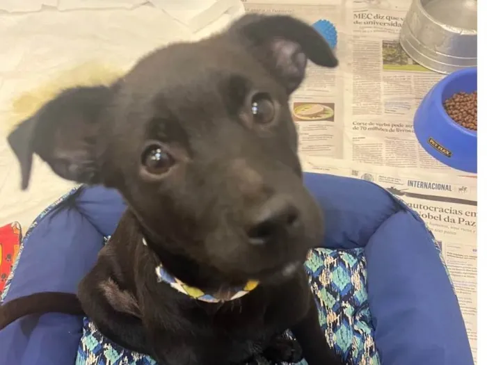 Cachorro raça SRD-ViraLata idade 2 a 6 meses nome Pandora