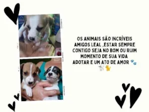 Cachorro raça SRD-ViraLata idade Abaixo de 2 meses nome Filhotes