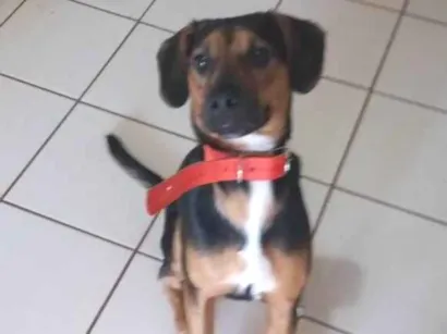 Cachorro raça SRD-ViraLata idade 2 anos nome Dante