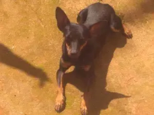 Cachorro raça Pinscher idade 7 a 11 meses nome Fred