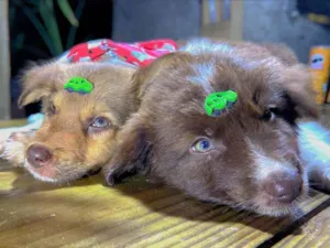 Cachorro raça SRD-ViraLata idade  nome Red e bud