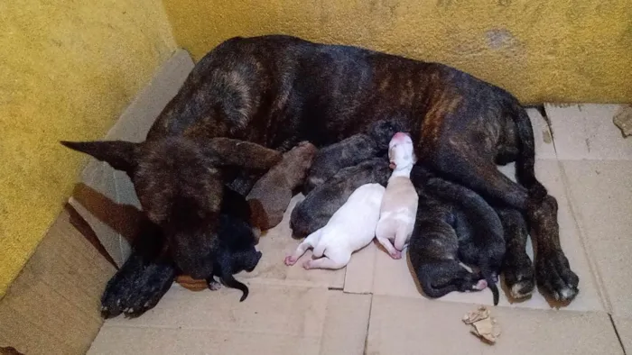 Cachorro ra a  idade 2 a 6 meses nome Filhotes 