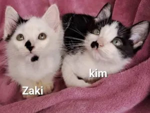 Gato raça SRD-ViraLata idade Abaixo de 2 meses nome Zaki e Kim 