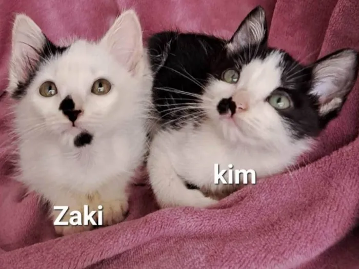 Gato raça SRD-ViraLata idade Abaixo de 2 meses nome Zaki e Kim 