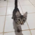 Gato