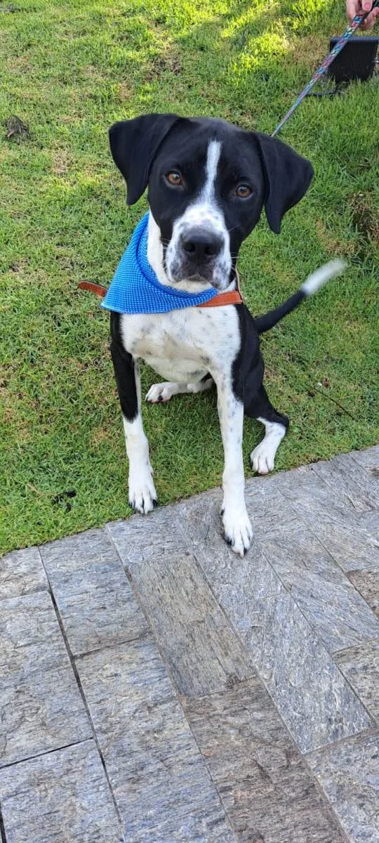 Cachorro raça SRD-ViraLata idade 1 ano nome Scooby