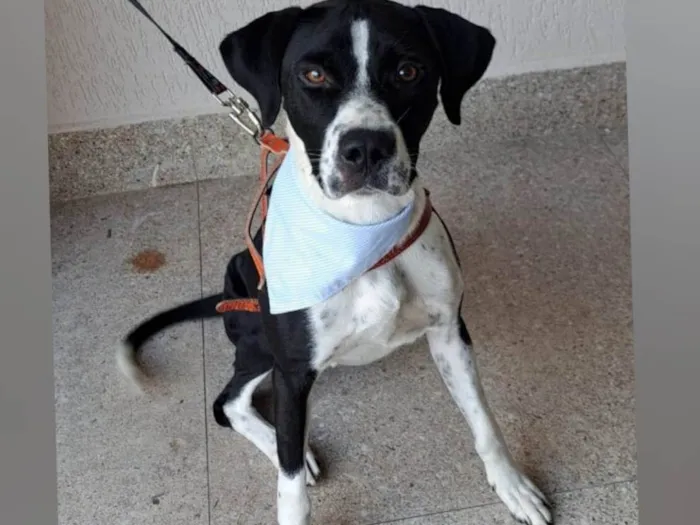 Cachorro raça SRD-ViraLata idade 1 ano nome Scooby