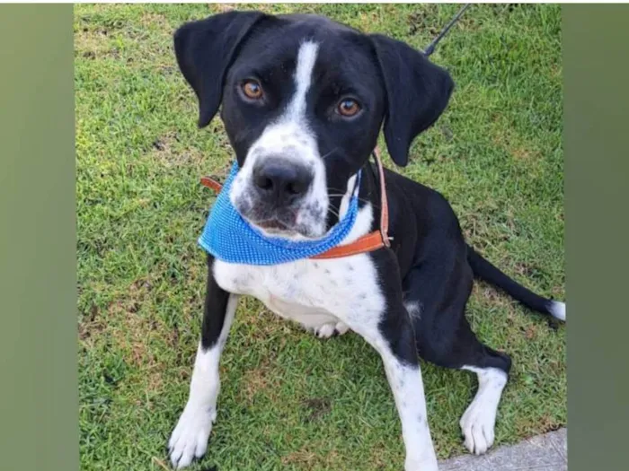 Cachorro raça SRD-ViraLata idade 1 ano nome Scooby