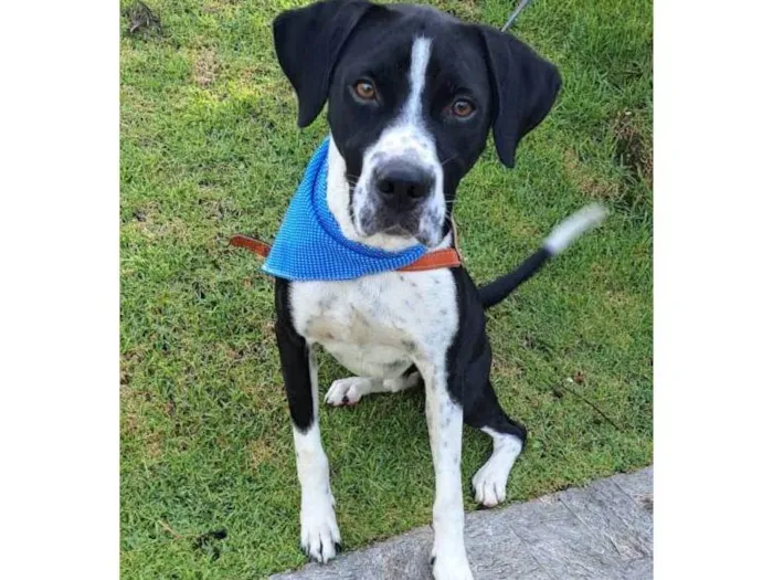 Cachorro raça SRD-ViraLata idade 1 ano nome Scooby