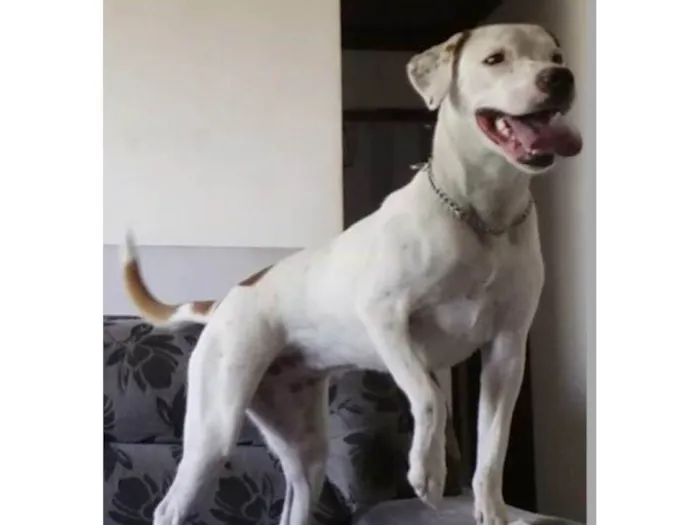 Cachorro ra a Mix de Pitbull  idade 5 anos nome Atena