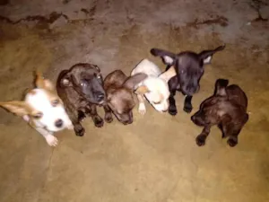 Cachorro raça  idade 2 a 6 meses nome Filhotes 