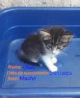 Chico